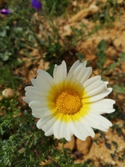 Glebionis coronaria