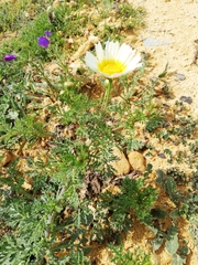 Glebionis coronaria