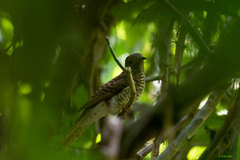 Cacomantis variolosus sepulcralis