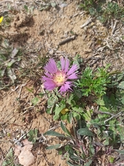 Centaurea pullata
