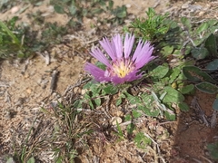 Centaurea pullata