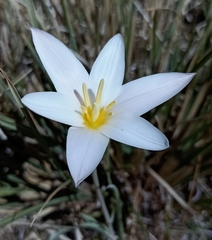 Tulipa clusiana