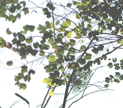 Bauhinia racemosa