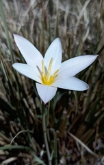 Tulipa clusiana
