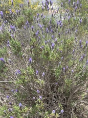 Lavandula dentata