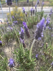 Lavandula dentata