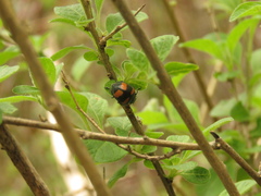 Toxotoma flavofasciata