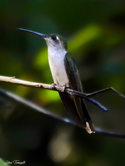 Campylopterus largipennis