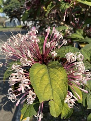 Clerodendrum quadriloculare