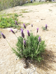 Lavandula dentata