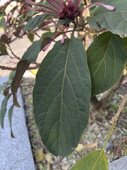 Clerodendrum quadriloculare