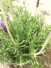 Lavandula dentata