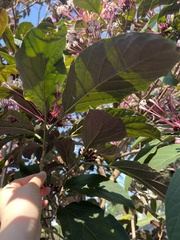 Clerodendrum quadriloculare