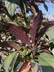 Clerodendrum quadriloculare