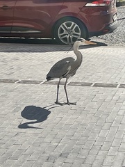 Ardea cinerea