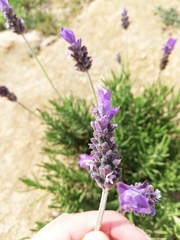 Lavandula dentata