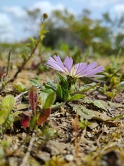 Centaurea pullata