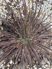 Agave geminiflora