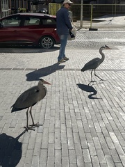 Ardea cinerea