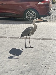 Ardea cinerea