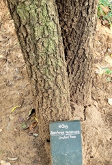 Bauhinia racemosa