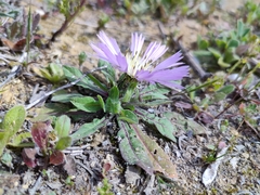 Centaurea pullata