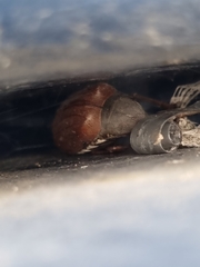 Melolontha melolontha