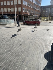 Ardea cinerea