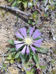 Centaurea pullata
