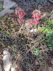 Kalanchoe × houghtonii