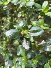 Serissa japonica