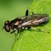 Brown-toed Forest Fly - Photo (c) S. Rae, some rights reserved (CC BY)
