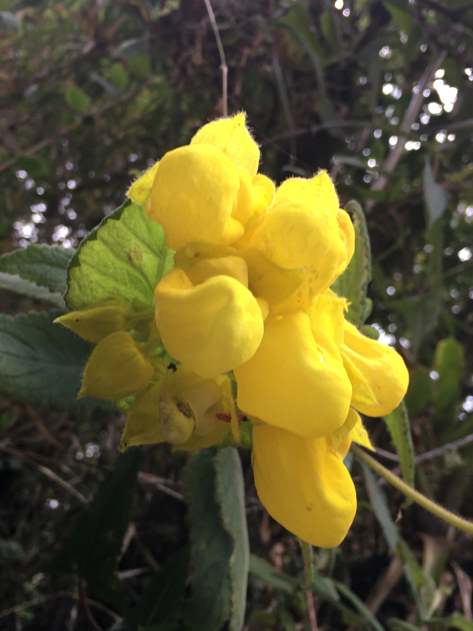Calceolaria image