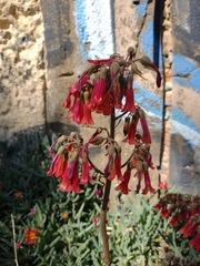 Kalanchoe × houghtonii