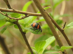 Toxotoma flavofasciata