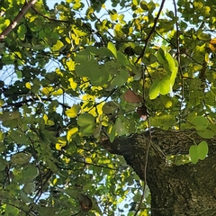 Bauhinia racemosa