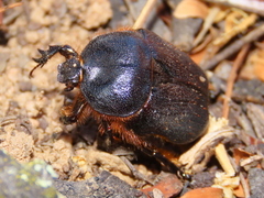 Rhinocoeta cornuta