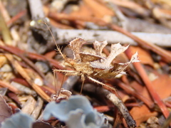 Pephricus