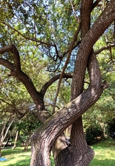 Bauhinia racemosa