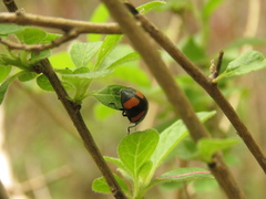 Toxotoma flavofasciata