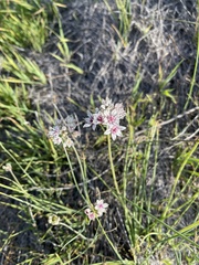 Allium haematochiton