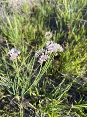 Allium haematochiton