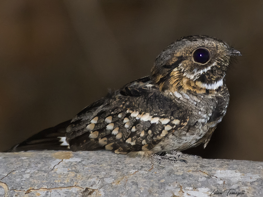 Little Nightjar photo