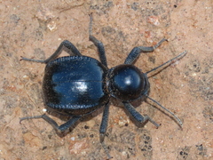 Moluris gibba