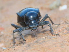 Moluris gibba