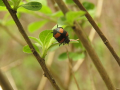 Toxotoma flavofasciata