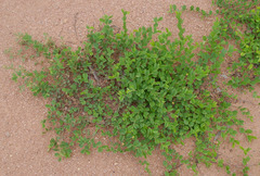 Chamaecrista rotundifolia
