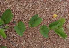 Chamaecrista rotundifolia