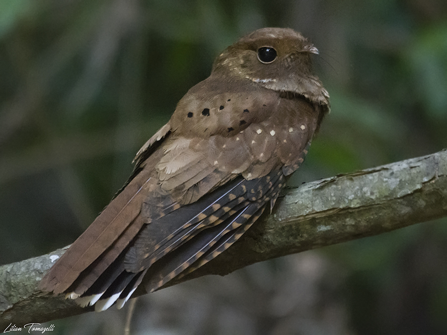 Chotacabras Ocelado, Nyctiphrynus ocellatus