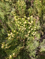 Platycladus orientalis